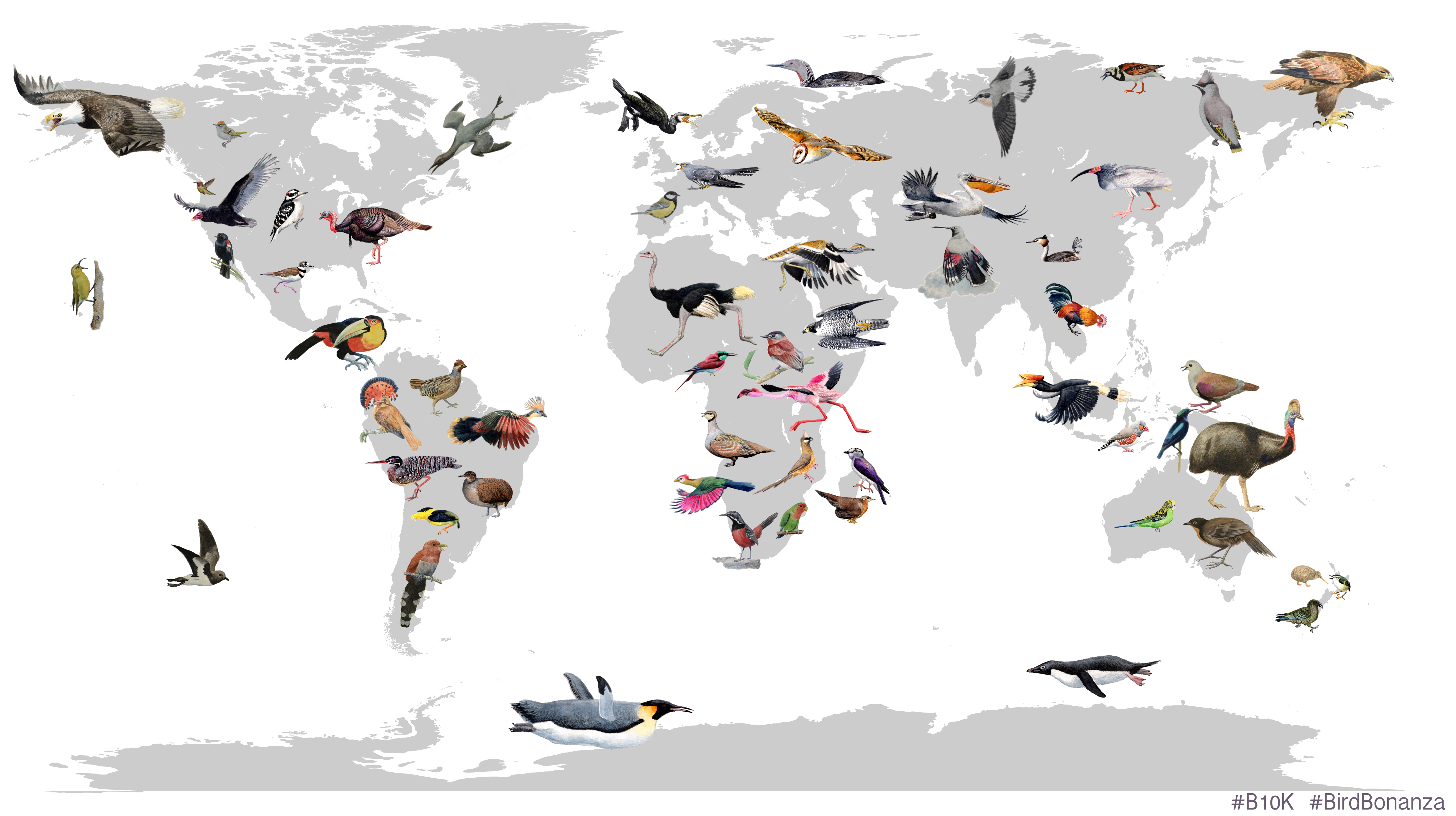 Collage over forskellige fugles udbredelse i verden. Af Josefin Stiller.